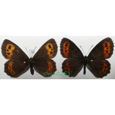 Erebia euryale (Esper, 1805) pair Czech3b
